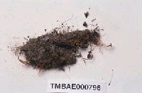 藏品(絲瓜苔)的圖片